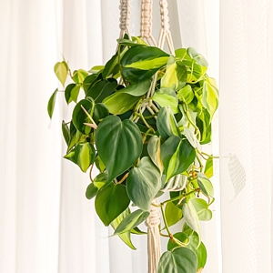Philodendron Basil
